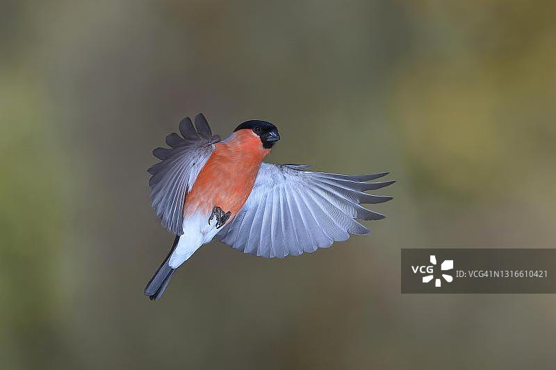 欧亚红腹灰雀，在德国北莱茵-威斯特法伦州飞行图片素材