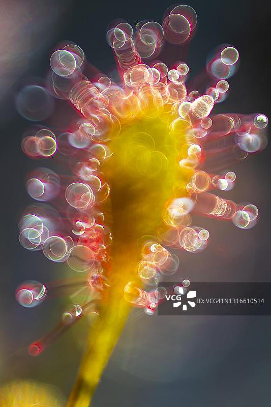 茅膏菜（Drosera intermedia）细节，倒影，Goldenstedter沼泽，德国下萨克森州Oldenburger Muensterland图片素材