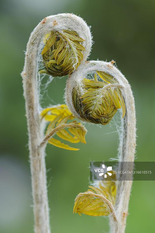 欧蕨，德国下萨克森州，费ech塔图片素材