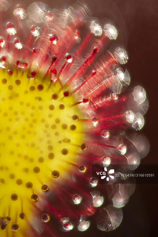 茅膏菜（Drosera intermedia）细节，倒影，Goldenstedter沼泽，德国下萨克森州Oldenburger Muensterland图片素材