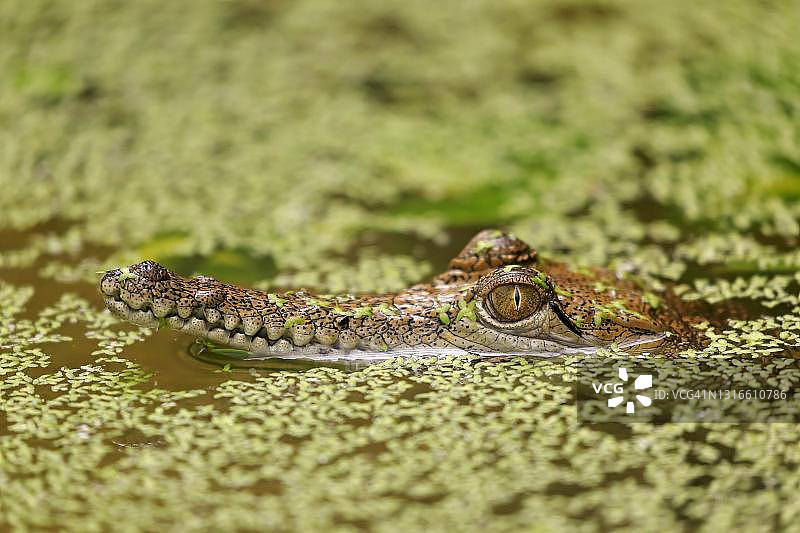 澳大利亚约翰斯顿鳄幼崽图片素材
