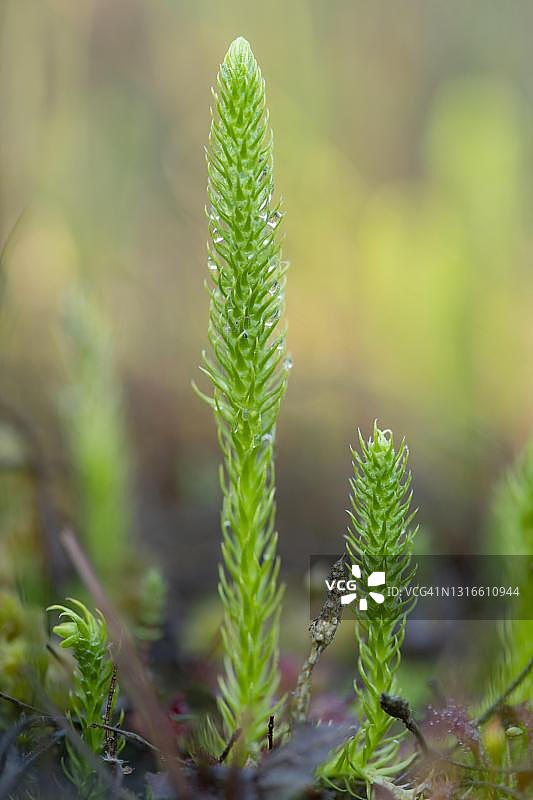 淹没石杉：德国下萨克森瓦根费尔德图片素材