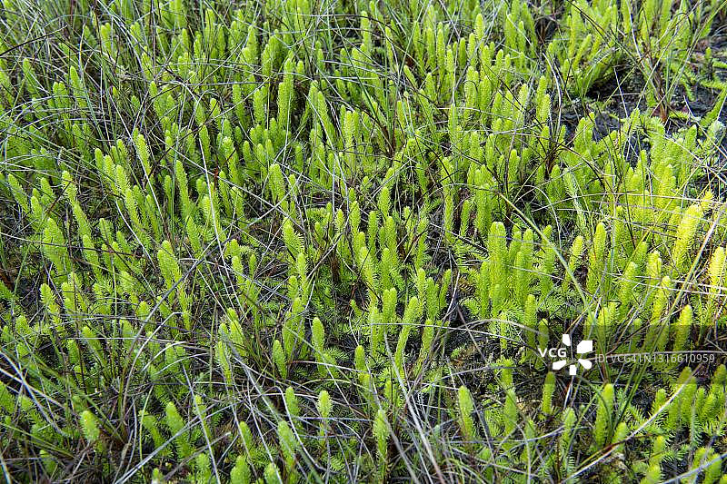 淹没石杉：德国下萨克森瓦根费尔德图片素材