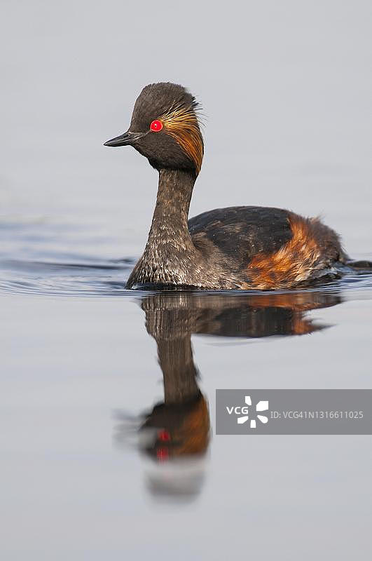 德国黑颈䴙䴘图片素材