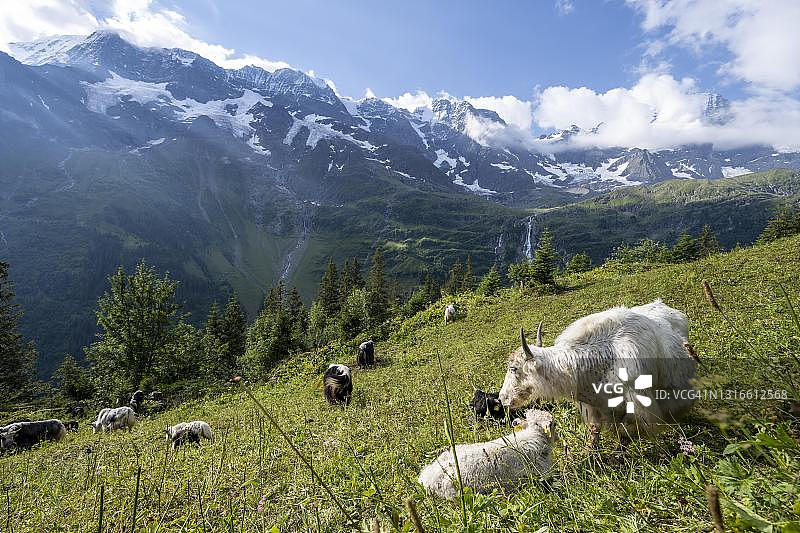 瑞士伯尔尼高地劳特布龙嫩钦格尔峰山间客栈阿尔卑斯草甸上的牦牛群图片素材