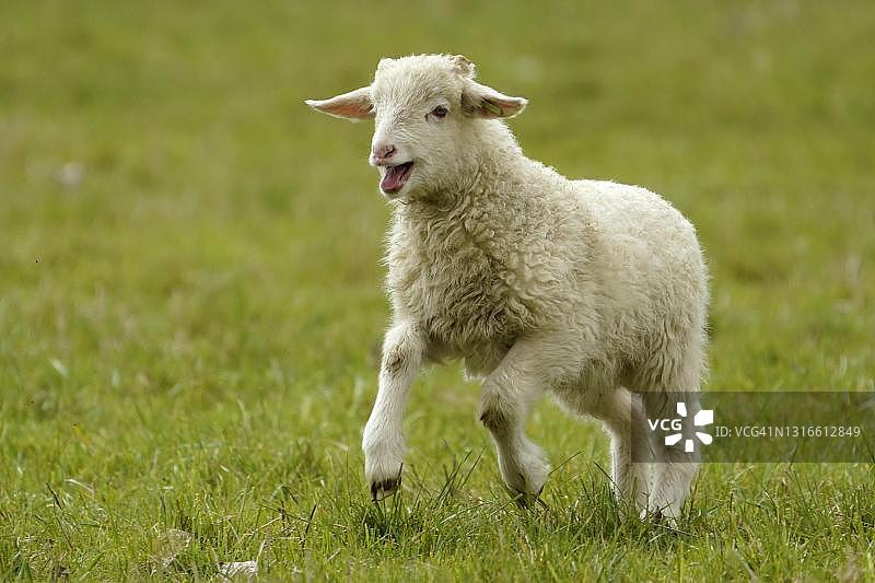 德国牧场上奔跑的森林绵羊和小羊羔图片素材