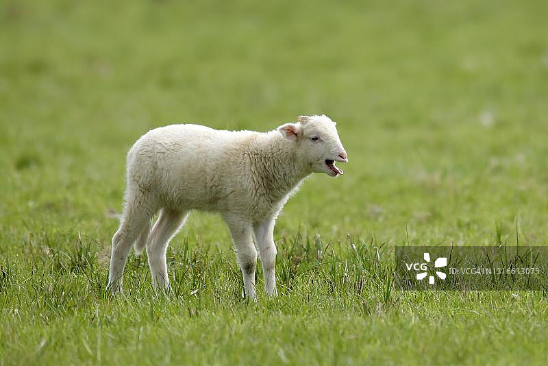 德国草地上咩咩叫的森林绵羊和小羊羔图片素材