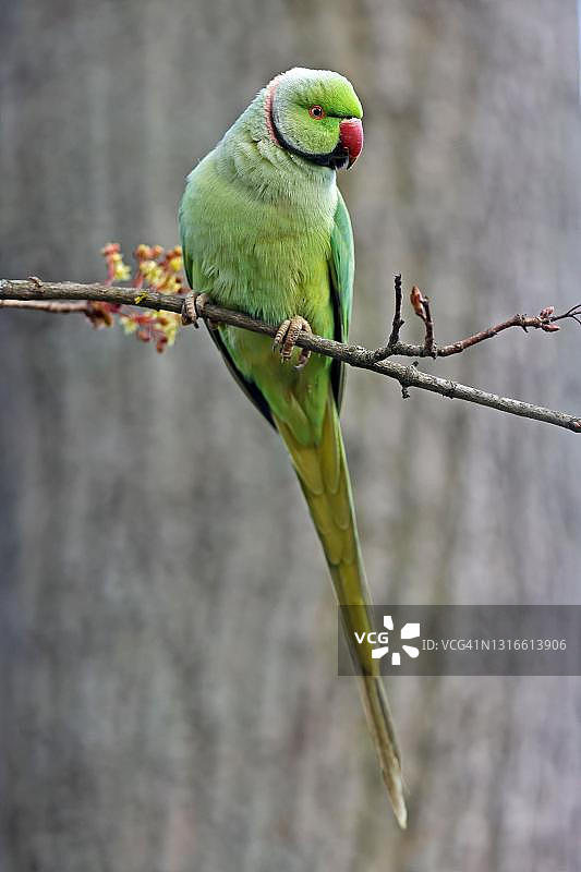 坐在树枝上的红领绿鹦鹉，德国图片素材