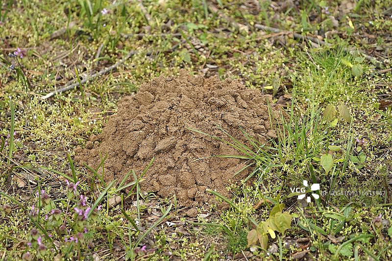 草地上的鼹鼠土堆，巴登-符腾堡，德国图片素材
