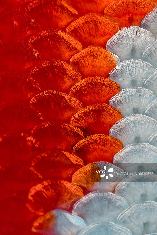 牛津郡生机勃勃的锦鲤鱼鳞特写抽象镜头，英国图片素材