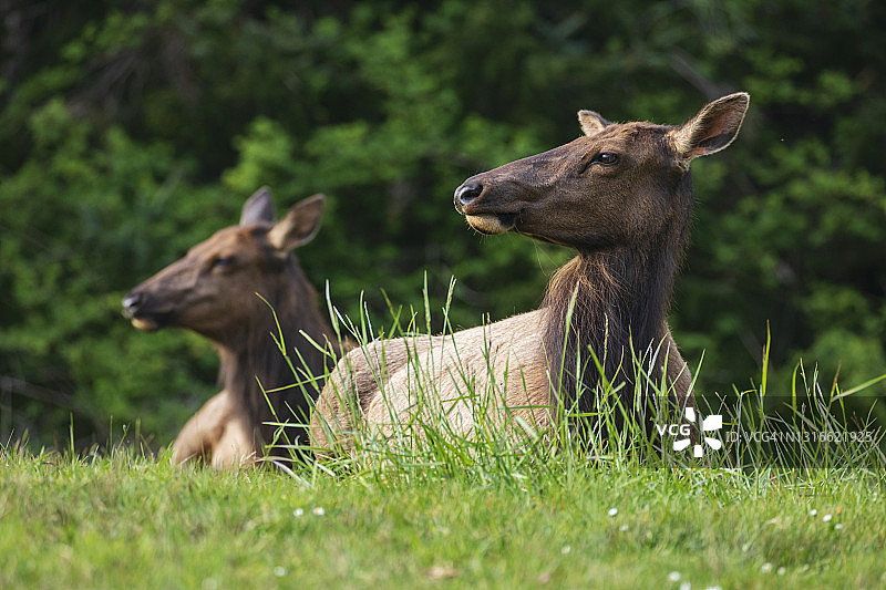 公园牧场上的麋鹿图片素材