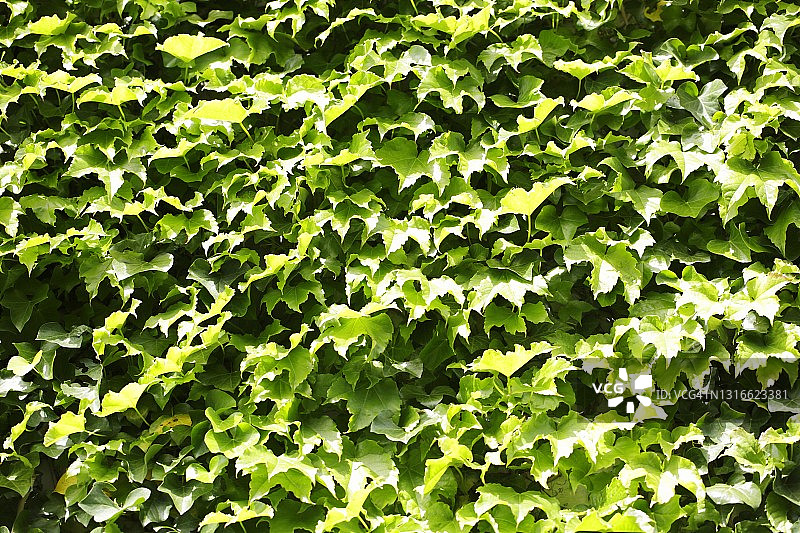 波士顿常春藤的新鲜硬化叶子图片素材
