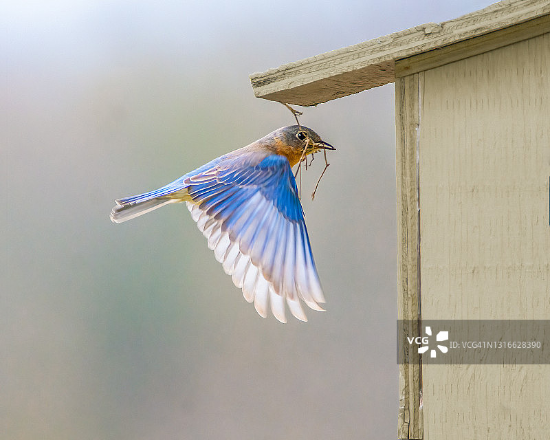 飞翔的东部蓝知更鸟图片素材