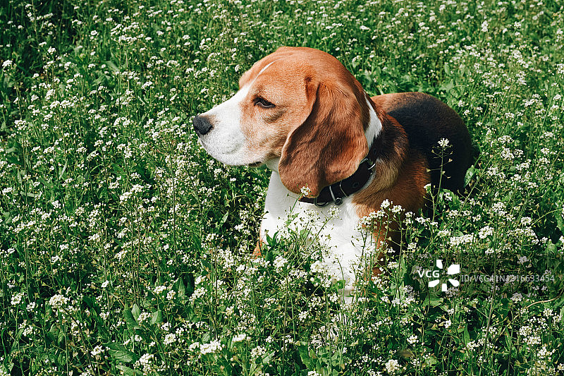 比格犬躺在草地上图片素材