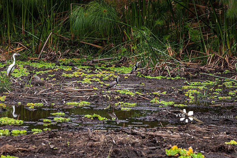 白鹭和长趾麦鸡图片素材