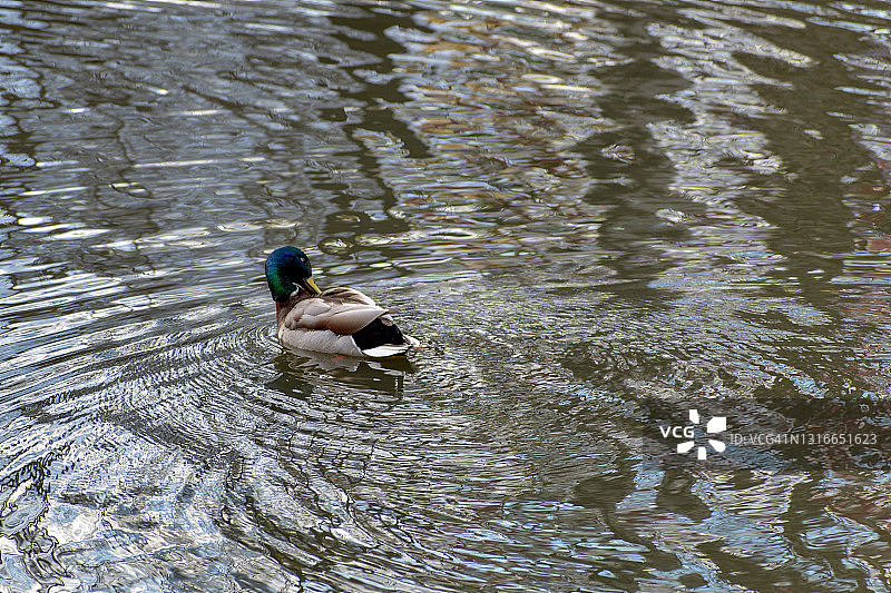 城市公园池塘里的鸭子图片素材