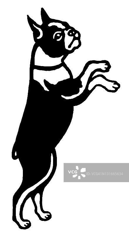 乞讨的波士顿梗犬图片素材