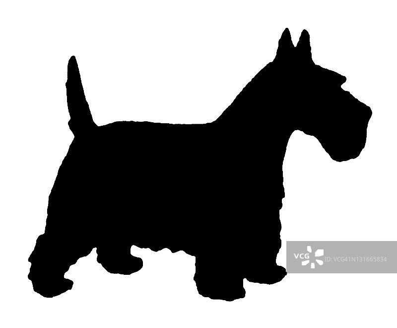 苏格兰梗犬图片素材