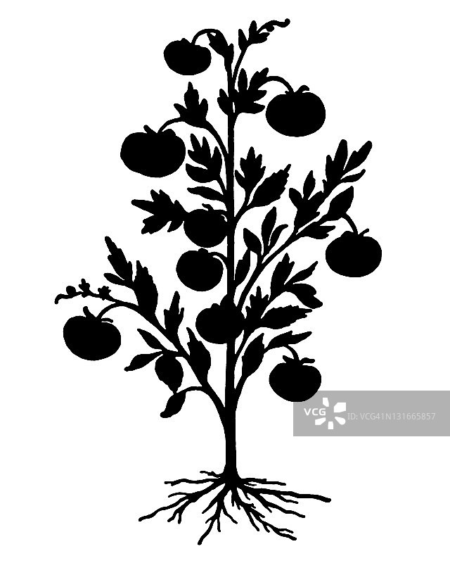 番茄植株轮廓图片素材