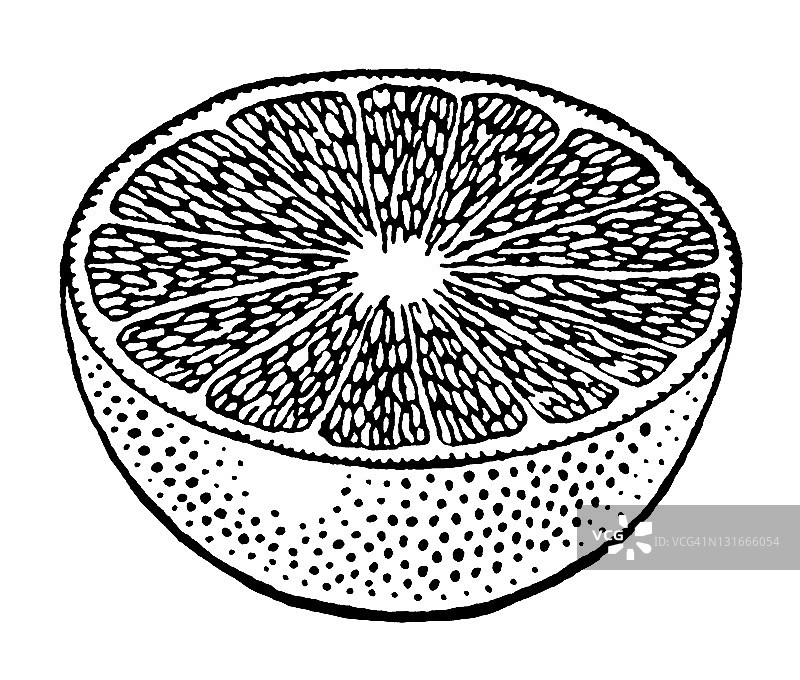 半个葡萄柚图片素材