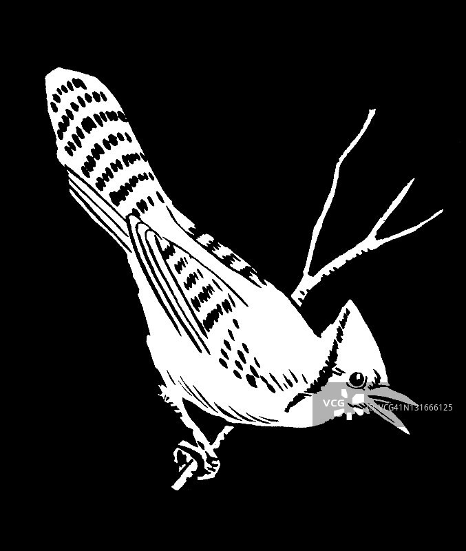 蓝松鸦鸟图片素材