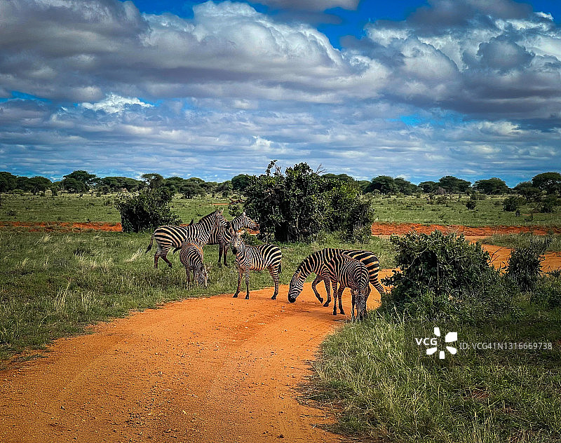 肯尼亚察沃国家公园的斑马群图片素材