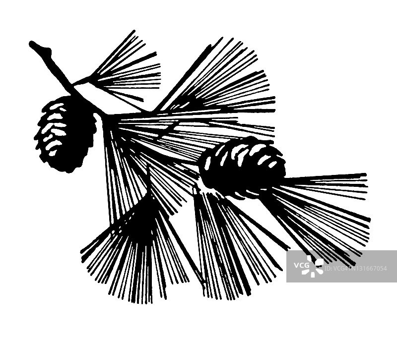 松树枝图片素材