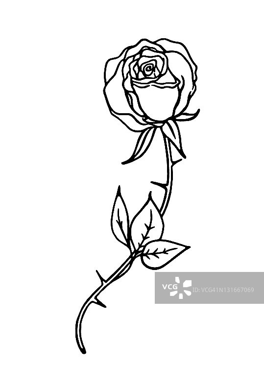 单支玫瑰图片素材