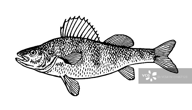 大型鱼图片素材