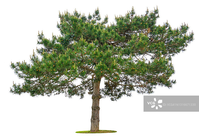 白色背景上的绿树图片素材