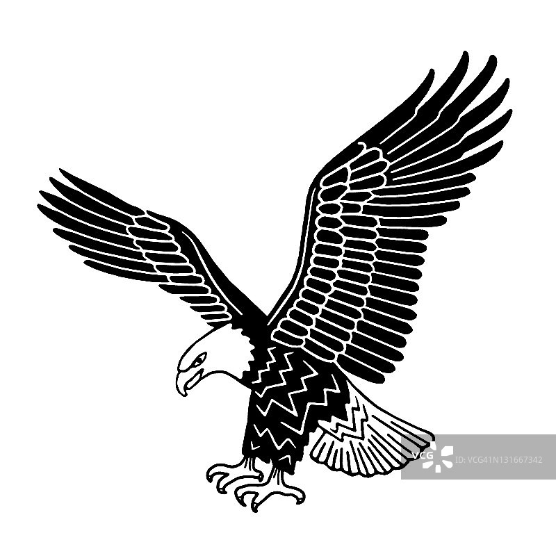 美洲鹰图片素材