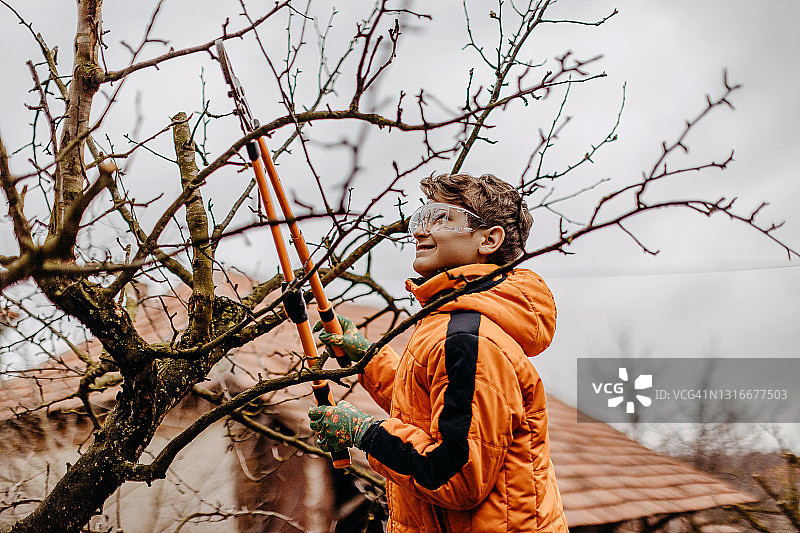 修剪树枝图片素材