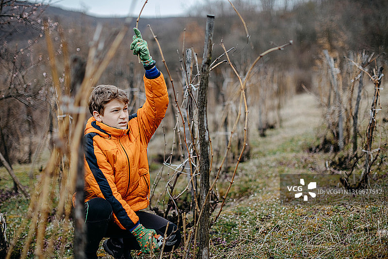 修剪树枝图片素材
