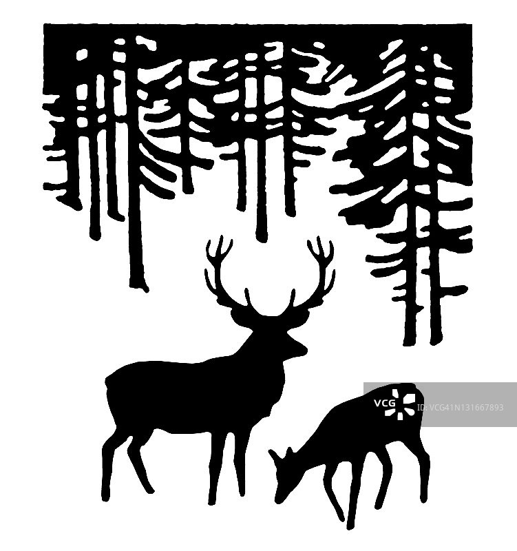 树林里的两只鹿图片素材