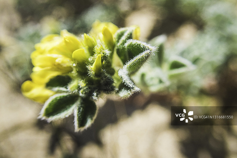 滨海苜蓿图片素材