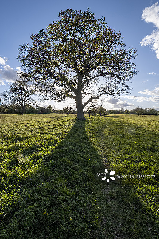 乡村草地和古老的橡树图片素材