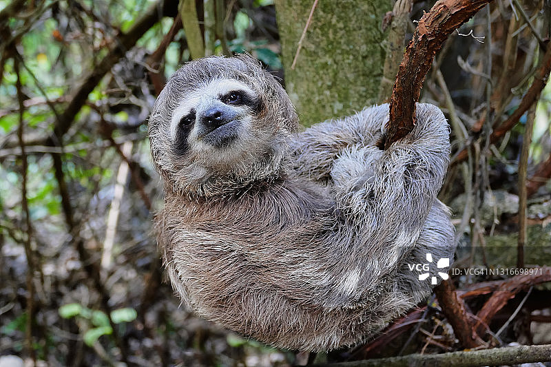在自然环境中悬挂在树枝上的树懒宝宝图片素材