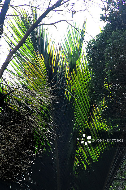 华盛顿棕榈树图片素材