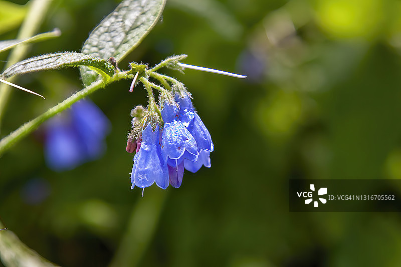 蓝色钟花图片素材