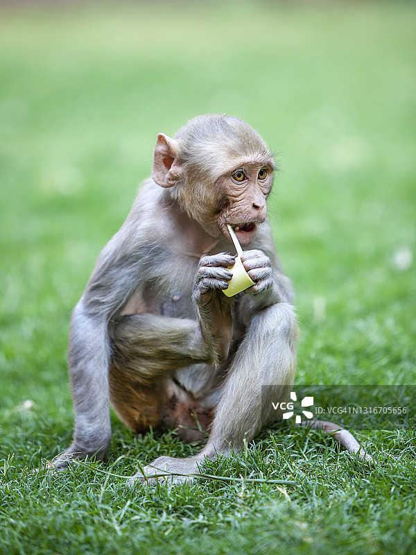 短尾猿图片素材