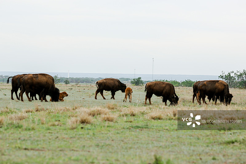 卡普罗克峡谷州立公园的野牛群图片素材
