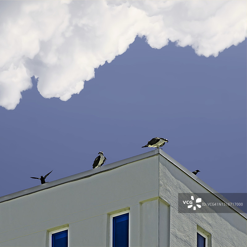 现代主义鸟类学图片素材