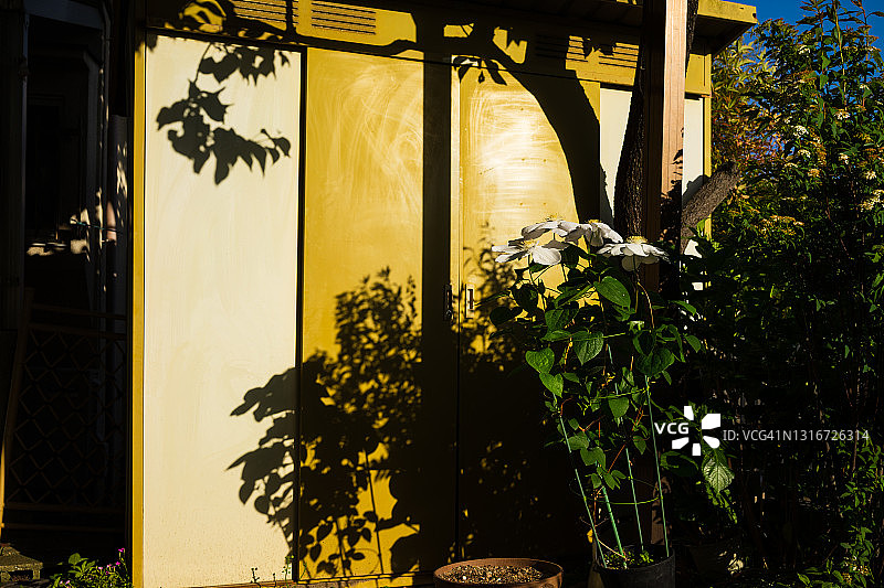 家庭花园中的铁线莲图片素材