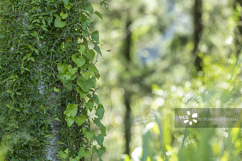 树干上成簇的绿色树叶和图案图片素材