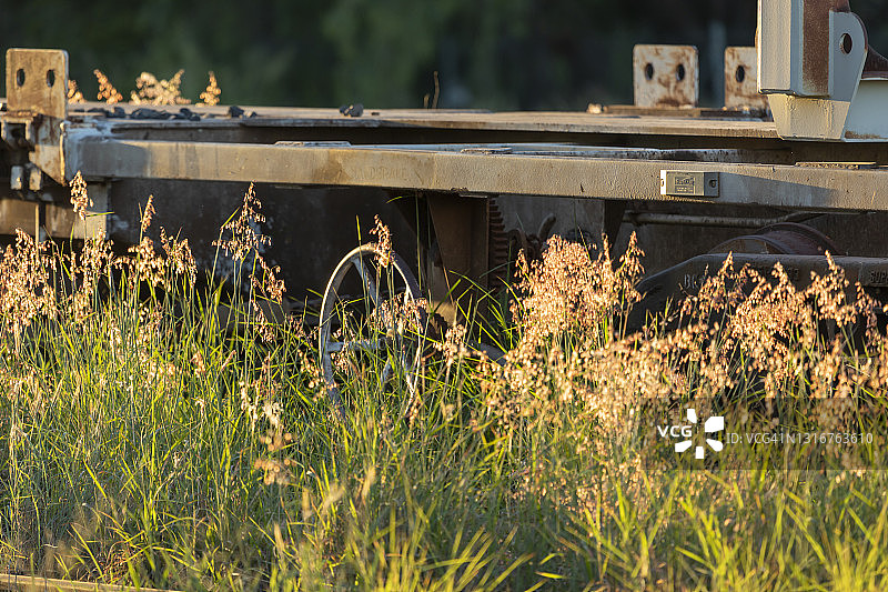 金色日出穿过长长的芦苇，阳光照耀着铁路轨道和旧铁路车图片素材