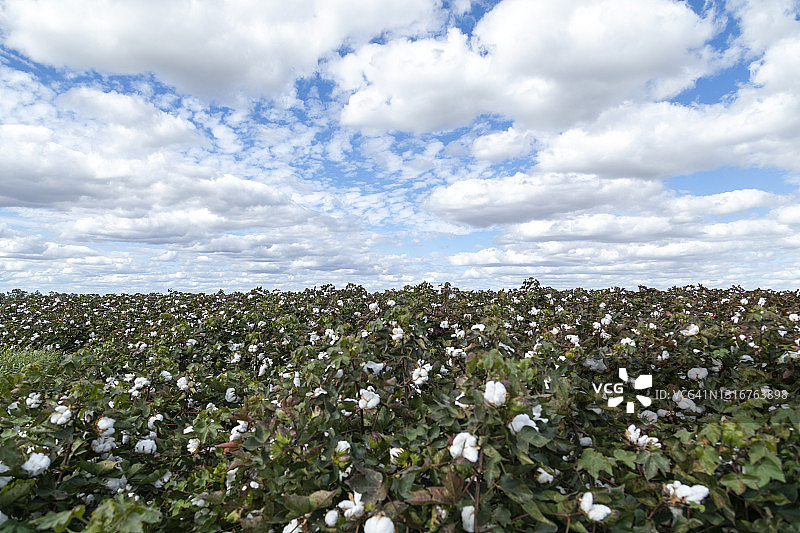 蓝天白云下的棉花田图片素材