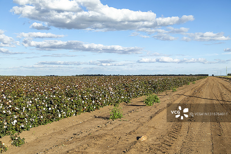 蓝天白云下的棉花田图片素材