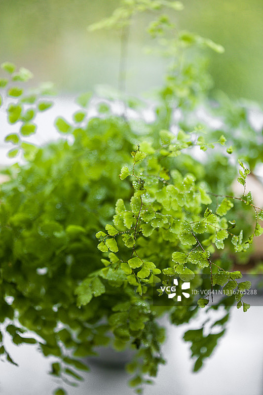水滴下的盆栽铁线蕨图片素材