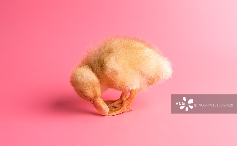 粉色背景上的可爱新生黄色小鸭图片素材