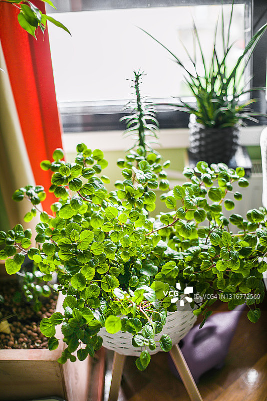 客厅里靠近窗户的植物，光线充足图片素材